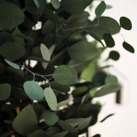 plante stabilisée