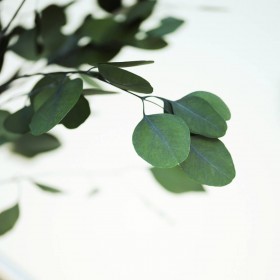 bouquet d'eucalyptus populus stabilisé