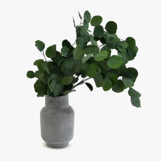 Bouquet d'eucalyptus populus stabilisé vert - feuillage naturel stabilisé - Deco-Vegetale