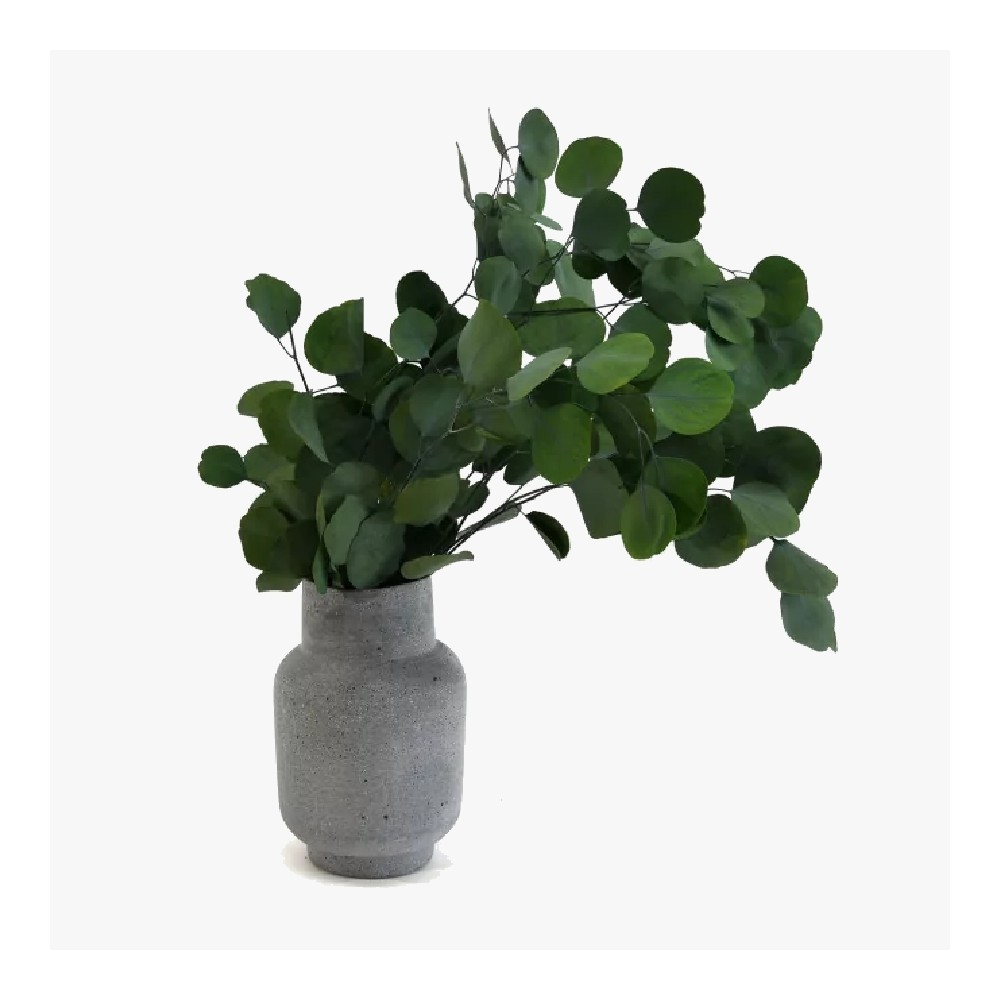 Bouquet d'eucalyptus populus stabilisé vert - feuillage naturel stabilisé - Deco-Vegetale
