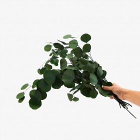 bouquet d'eucalyptus populus stabilisé