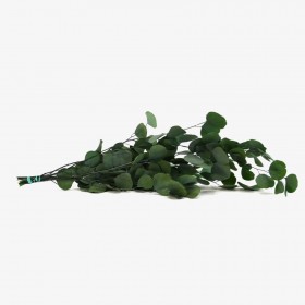 bouquet d'eucalyptus populus stabilisé