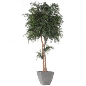 plante stabilisée