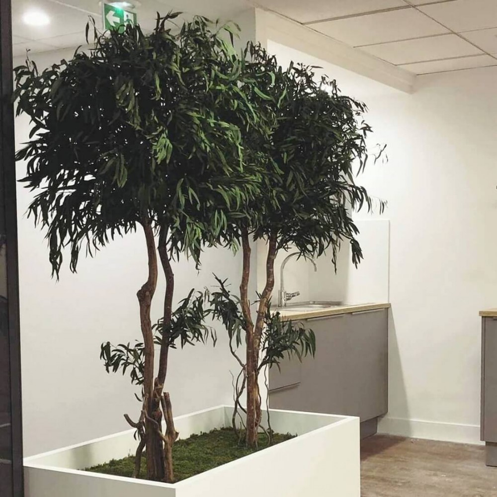 Plante stabilisée eucalyptus copa nicoly - grand format naturel stabilisé - Bestseller -Deco-Vegetale