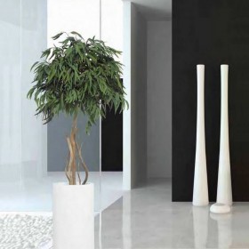plante stabilisée