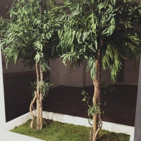 plante stabilisée