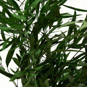 bouquet d’eucalyptus nicoli stabilisé