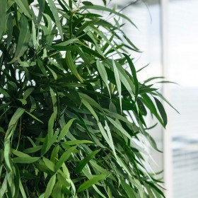 plante stabilisée