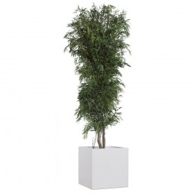 plante stabilisée