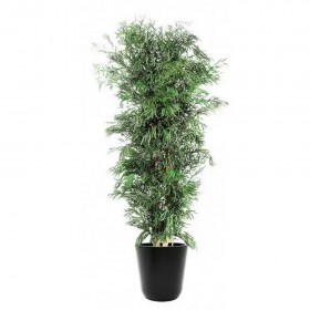 plante stabilisée