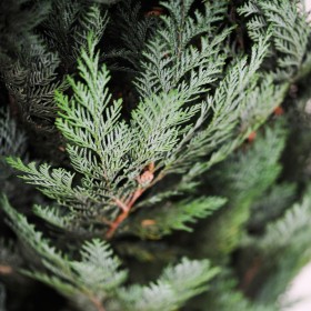 plantes stabilisées