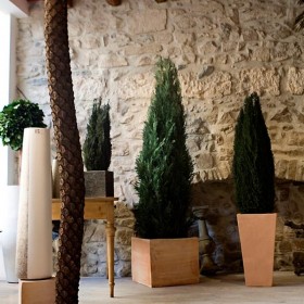 plantes stabilisées
