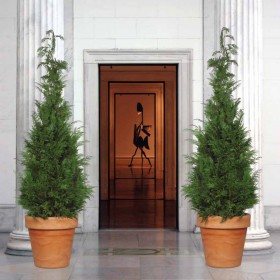 plantes stabilisées