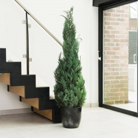 Plante stabilisée cyprès stardust - plante naturelle sans entretien - décoration intérieure - Deco-Vegetale