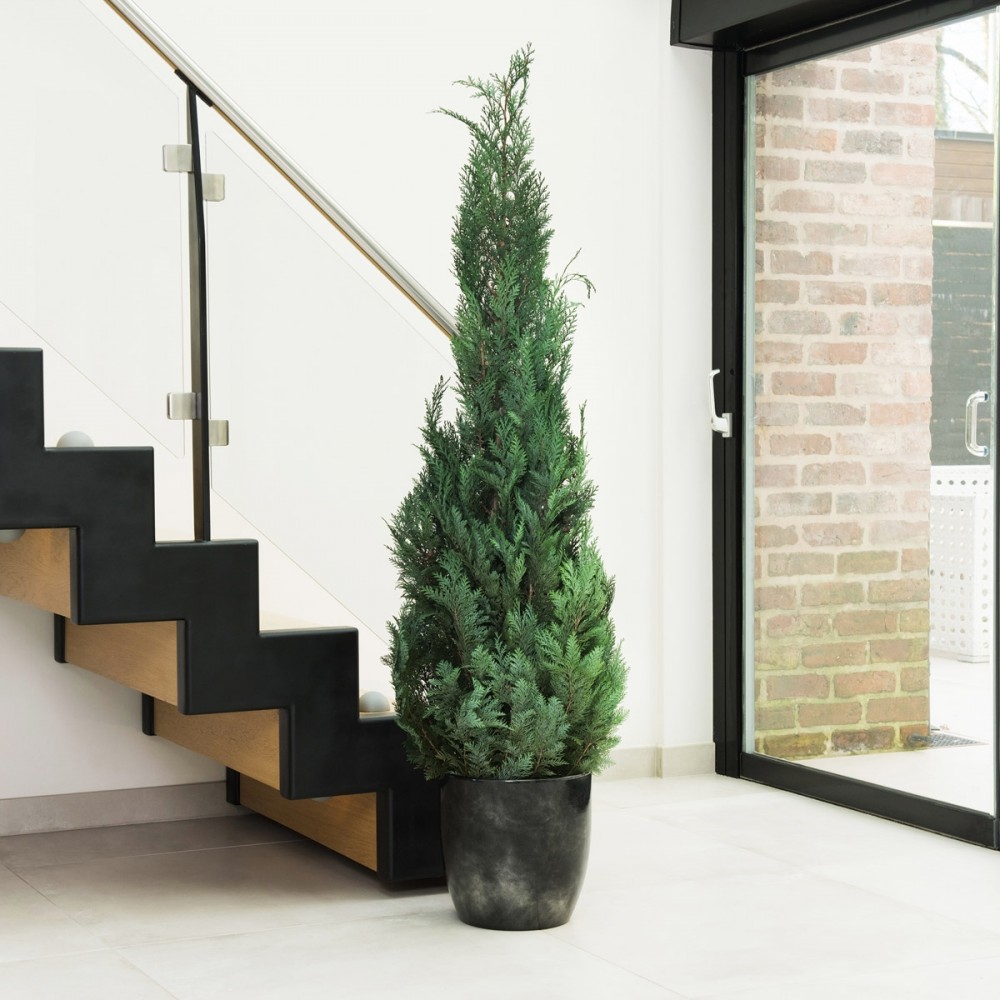 Plante stabilisée cyprès stardust - plante naturelle sans entretien - décoration intérieure - Deco-Vegetale