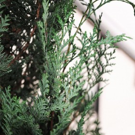 plantes stabilisées