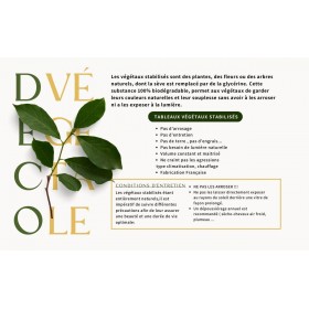 entretenir vos plantes stabilisées