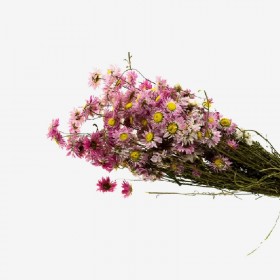 Bouquet d'acroclinium séché rose et mauve – fleurs séchées délicates Deco-Vegetale