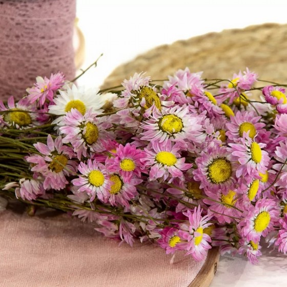 Bouquet d'acroclinium séché rose et mauve – fleurs séchées délicates Deco-Vegetale
