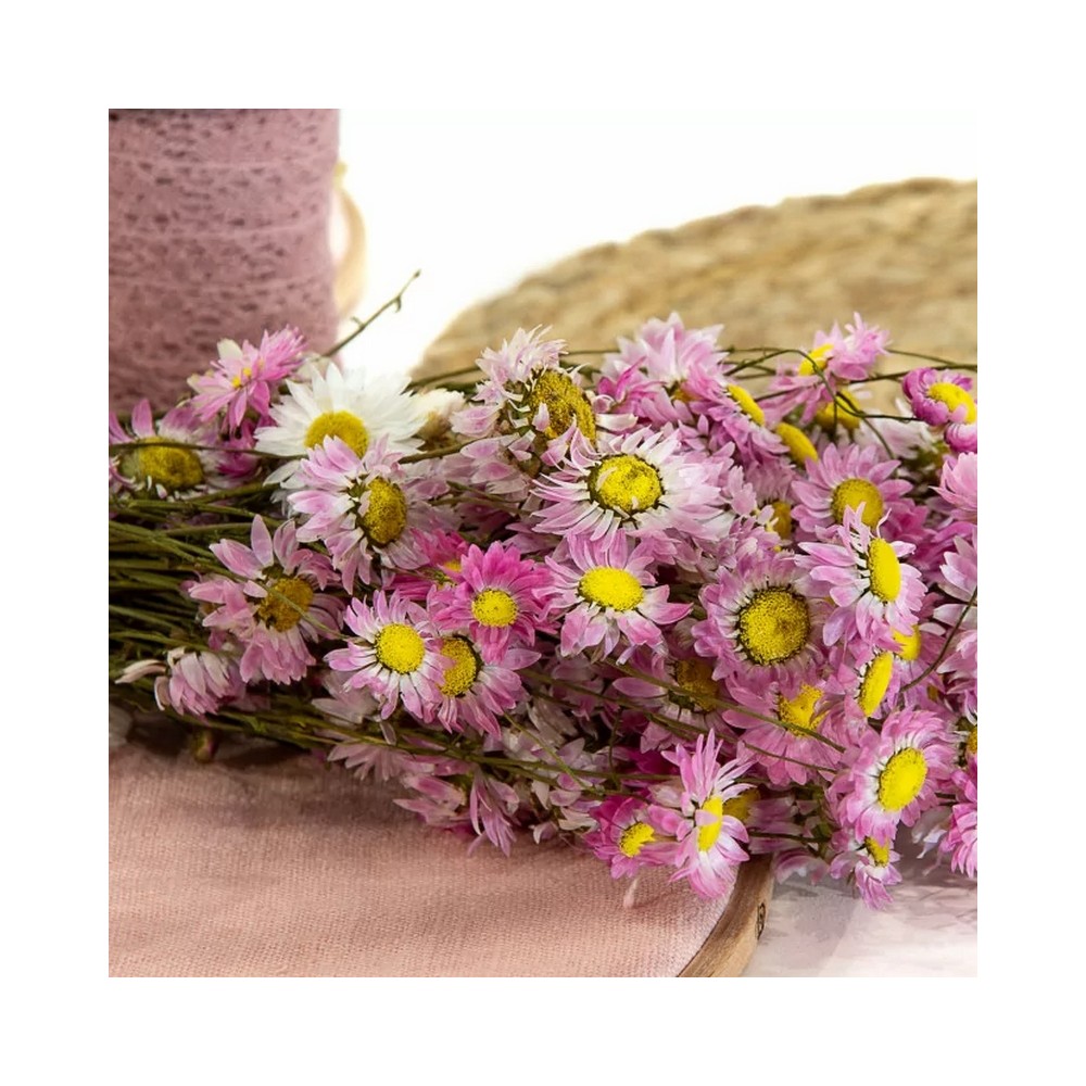 Bouquet d'acroclinium séché rose et mauve – fleurs séchées délicates Deco-Vegetale