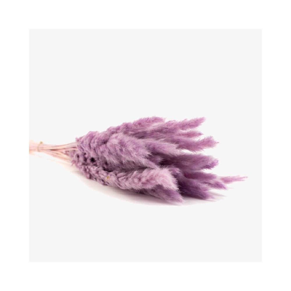 Bouquet de 15 mini pampa séchée mauve lavande – décoration bohème Deco-Vegetale
