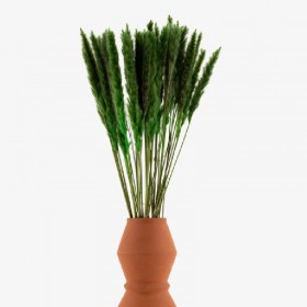 pampa séchée vert