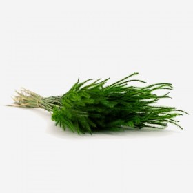 Bouquet d'herbe Ouro séchée vert – graminée naturelle déco Deco-Vegetale