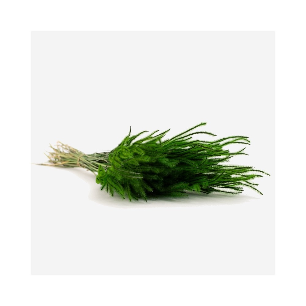 Bouquet d'herbe Ouro séchée vert – graminée naturelle déco Deco-Vegetale