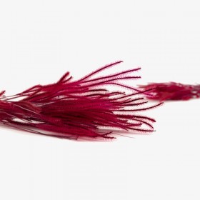 Bouquet d'herbe Ouro séchée rouge bordeaux – graminée séchée colorée Deco-Vegetale