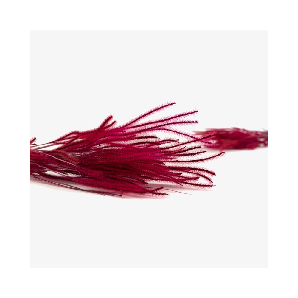 Bouquet d'herbe Ouro séchée rouge bordeaux – graminée séchée colorée Deco-Vegetale