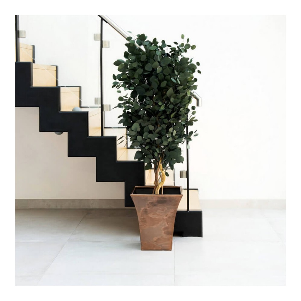 Plante stabilisée d'eucalyptus populus droit en grand format naturel pour décoration intérieure.