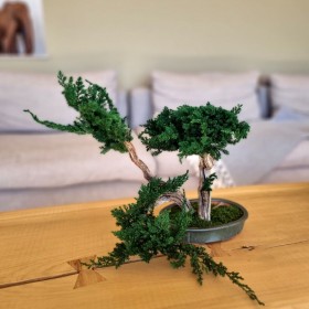 Bonsaï juniperus stabilisé FUKINSEI - plante naturelle stabilisée - esthétique japonaise - Deco-Vegetale