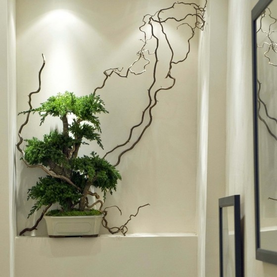 Bonsaï juniperus stabilisé - plante naturelle sans entretien - zéro arrosage - Deco-Vegetale