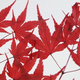 Bouquet d'érable stabilisé rouge - feuillage naturel stabilisé - décoration intérieure - Deco-Vegetale