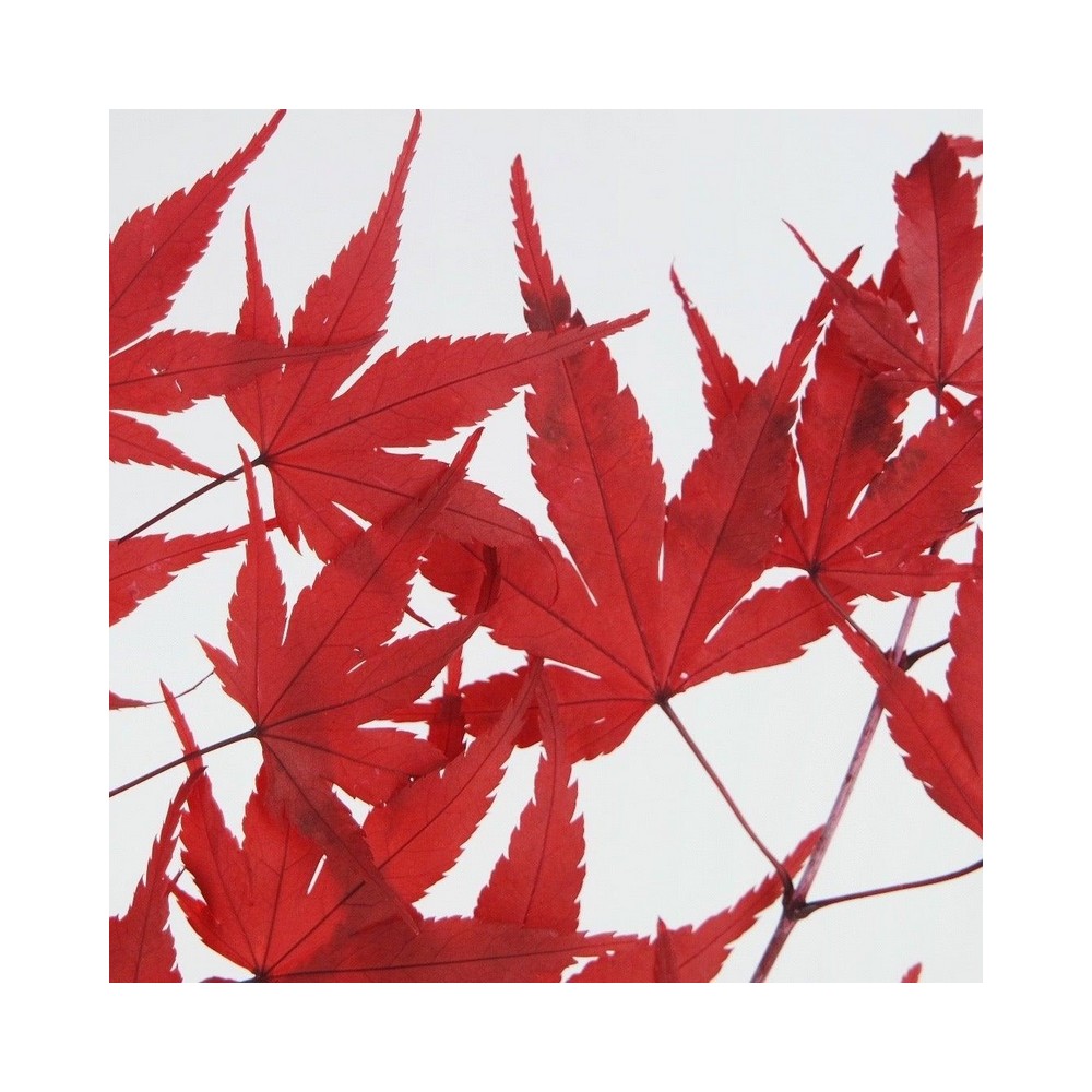 Bouquet d'érable stabilisé rouge - feuillage naturel stabilisé - décoration intérieure - Deco-Vegetale