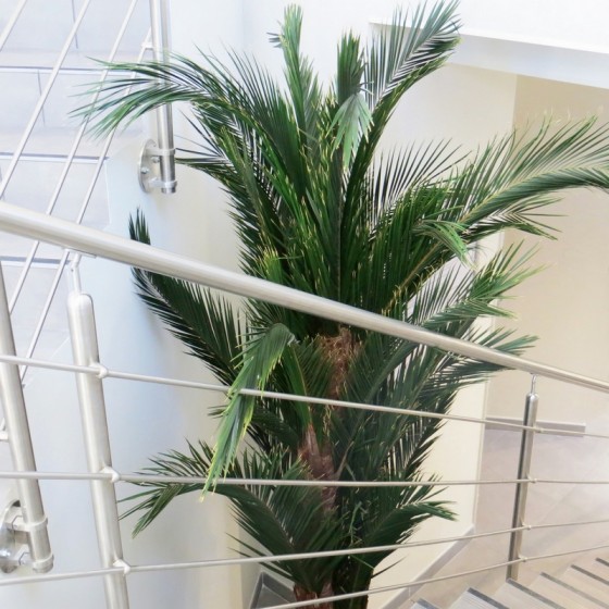 Palmier kentia stabilisé - plante naturelle grand format - décoration intérieure - Deco-Vegetale
