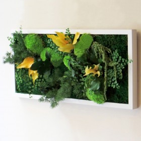 Tableau végétal stabilisé SUNNY PRINCE  mousses et feuillages naturels stabilisés avec du lierre jaune