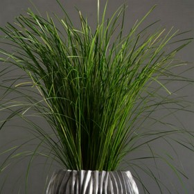 Bouquet de gynérium stabilisé - plante naturelle stabilisée - décoration intérieure - Deco-Vegetale
