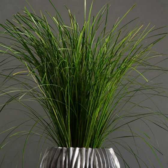 Bouquet de gynérium stabilisé - plante naturelle stabilisée - décoration intérieure - Deco-Vegetale