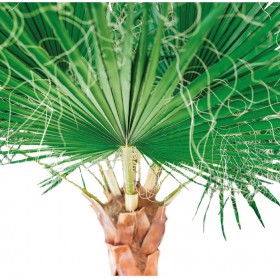 detail palmier washingtonia