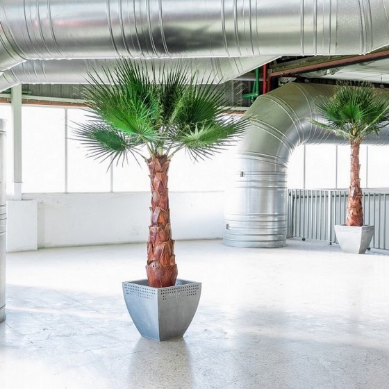 Palmier washingtonia stabilisé - plante naturelle grand format - zéro entretien - Deco-Vegetale