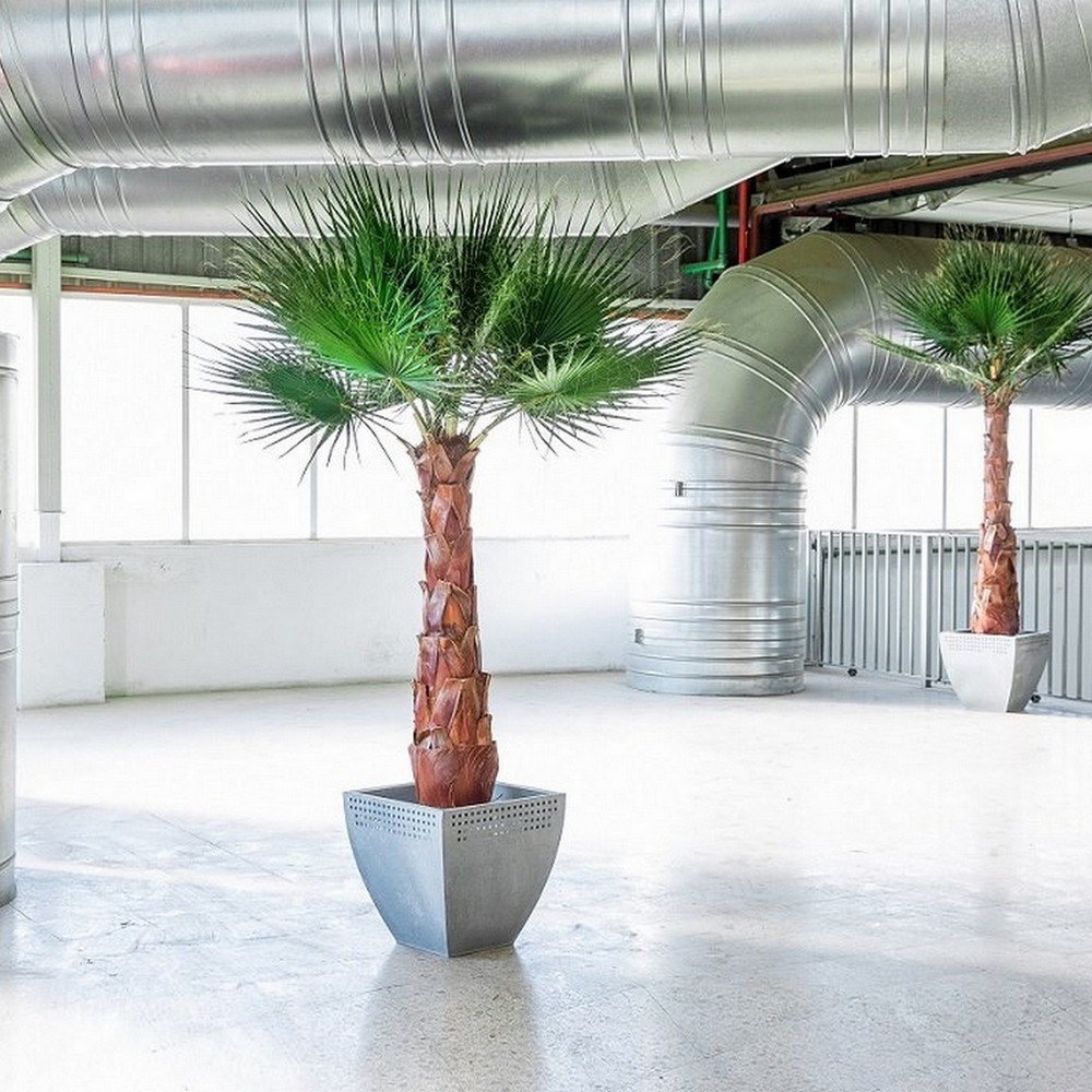 Palmier washingtonia stabilisé - plante naturelle grand format - zéro entretien - Deco-Vegetale