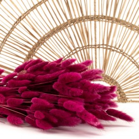 Bouquet de lagurus séché fuchsia framboise – épis duveteux colorés Deco-Vegetale