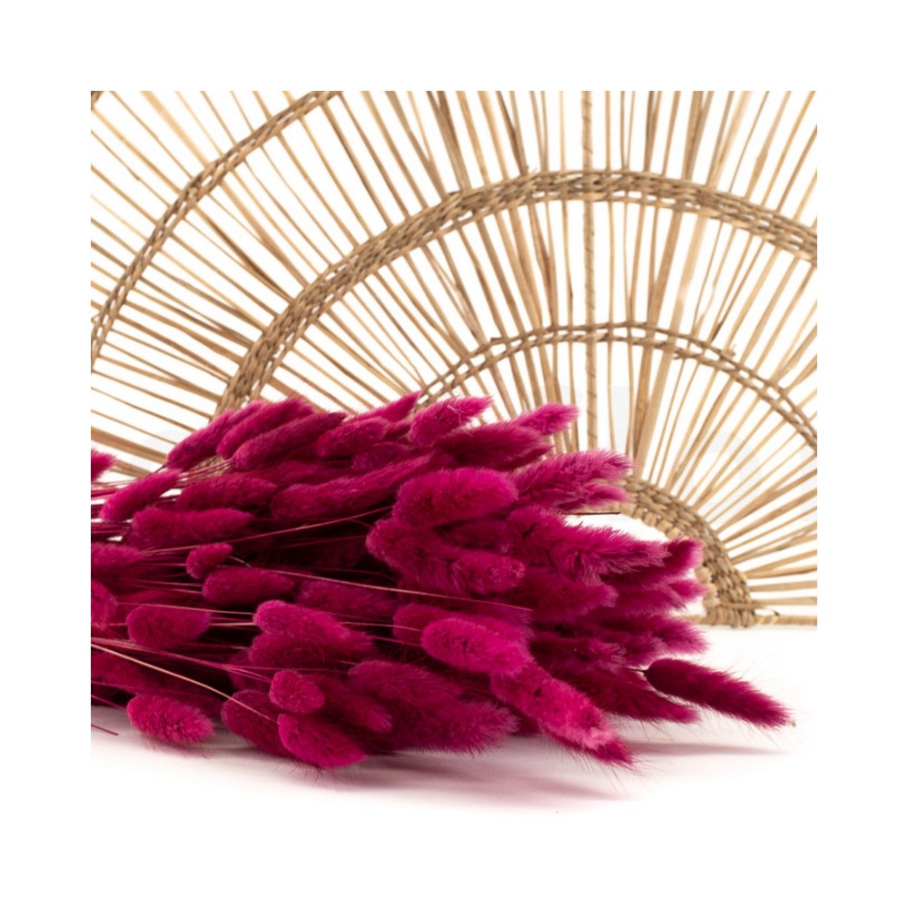 Bouquet de lagurus séché fuchsia framboise – épis duveteux colorés Deco-Vegetale