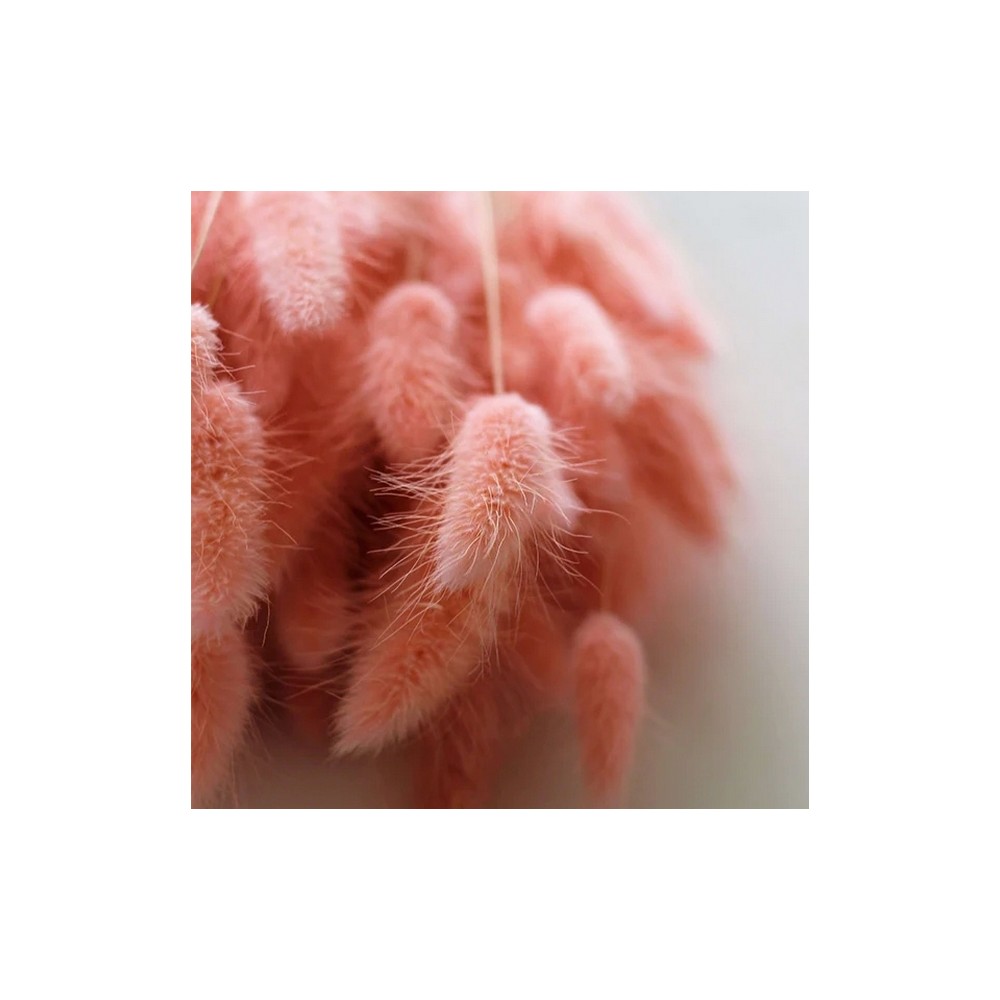 Bouquet de lagurus séché rose poudré – épis duveteux romantiques Deco-Vegetale