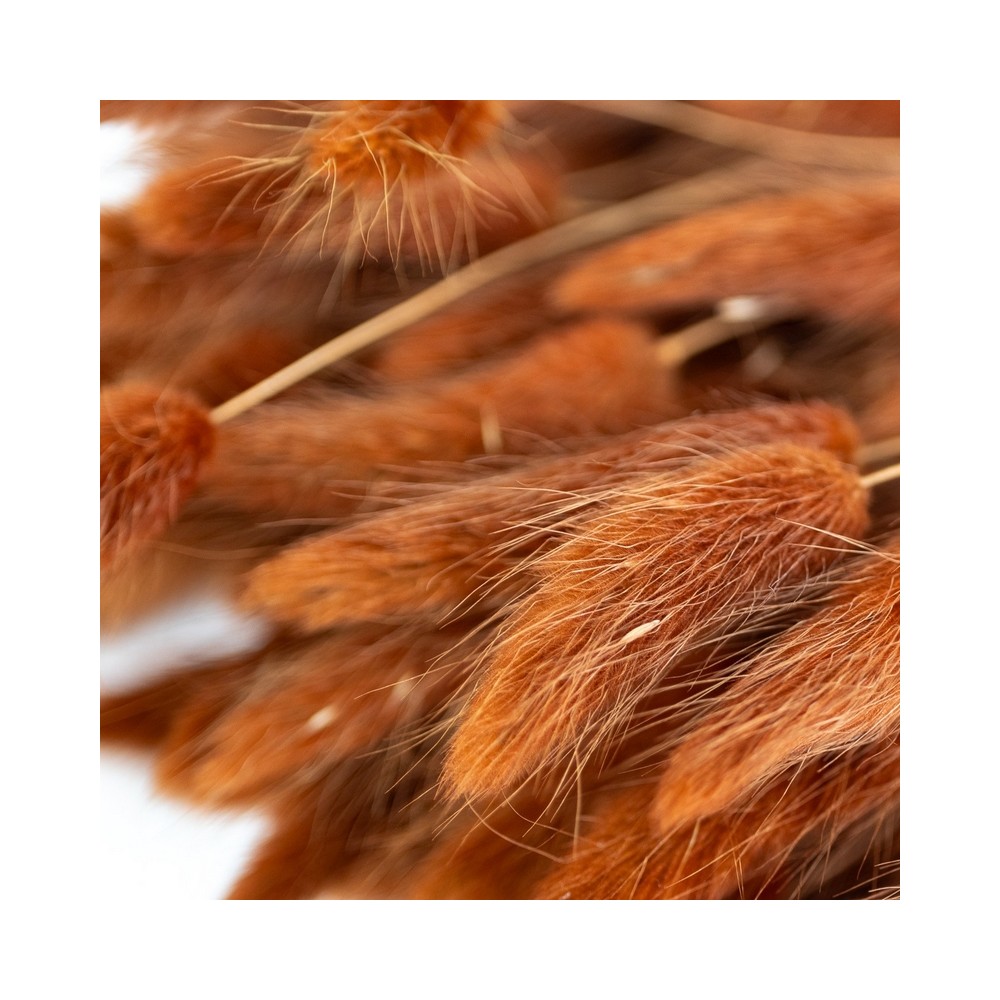 Bouquet de lagurus séché roux terracotta – épis duveteux automne Deco-Vegetale
