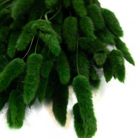 Bouquet de lagurus séché vert – épis stabilisés décoration murale Deco-Vegetale