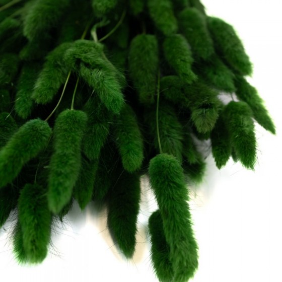 Bouquet de lagurus séché vert – épis stabilisés décoration murale Deco-Vegetale