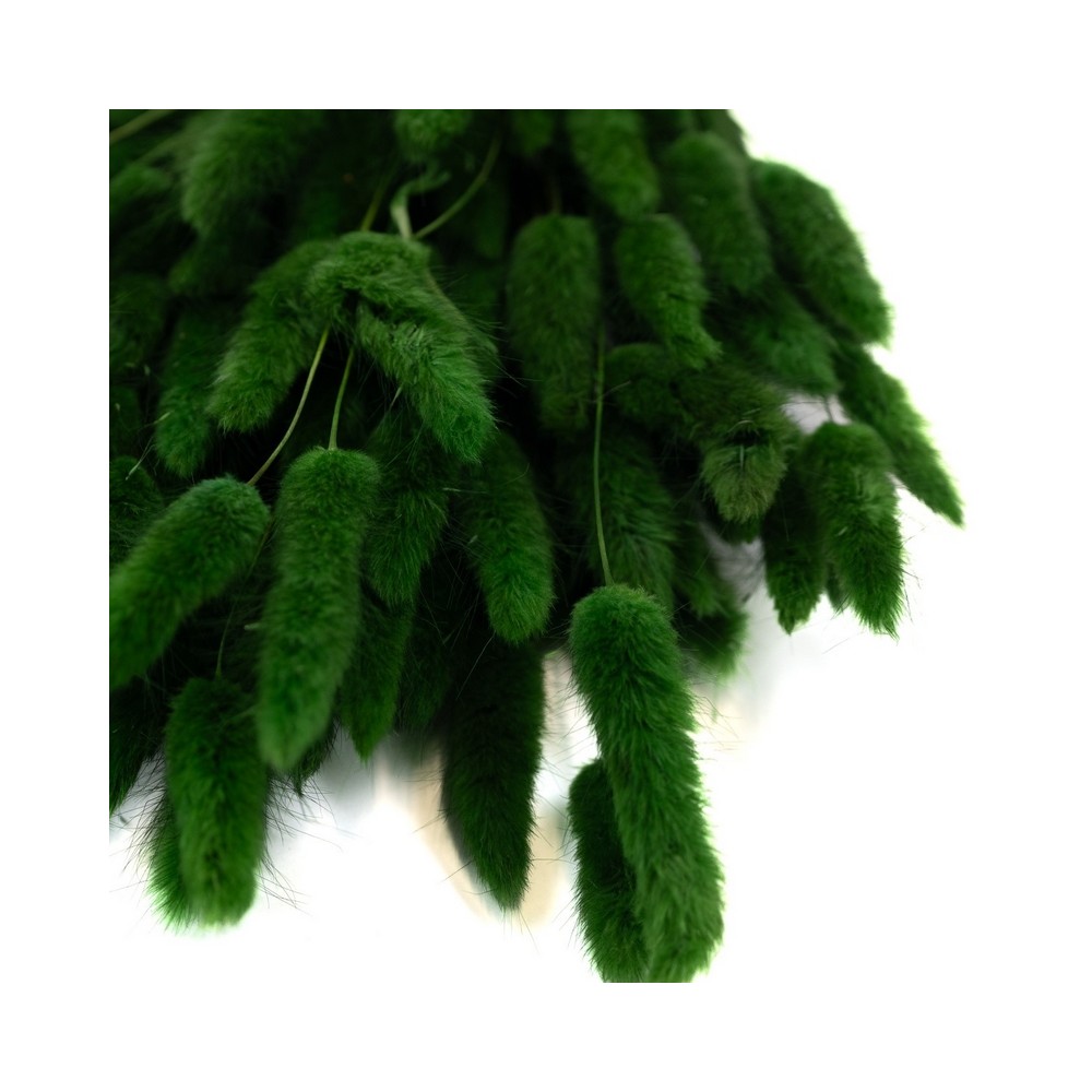 Bouquet de lagurus séché vert – épis stabilisés décoration murale Deco-Vegetale