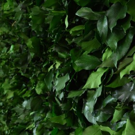 Gros plan sur le feuillage naturel du mur végétal stabilisé Feuillage